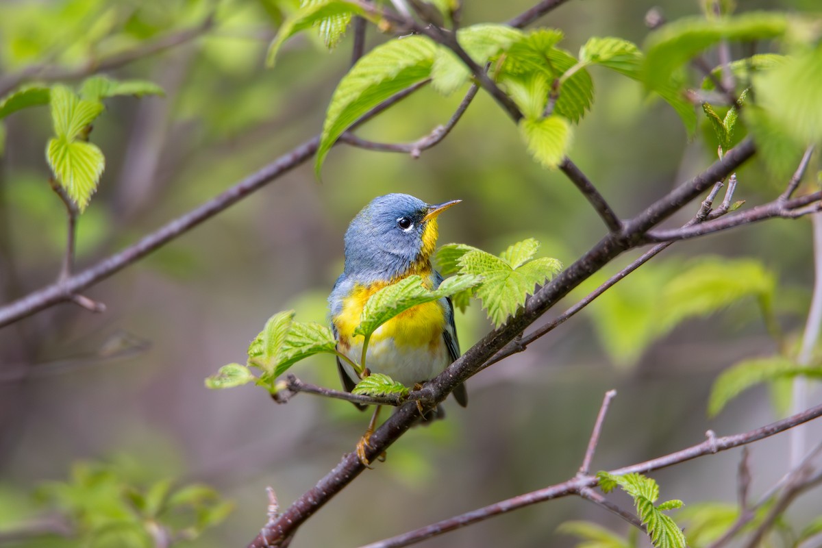 Northern Parula - ML618848208
