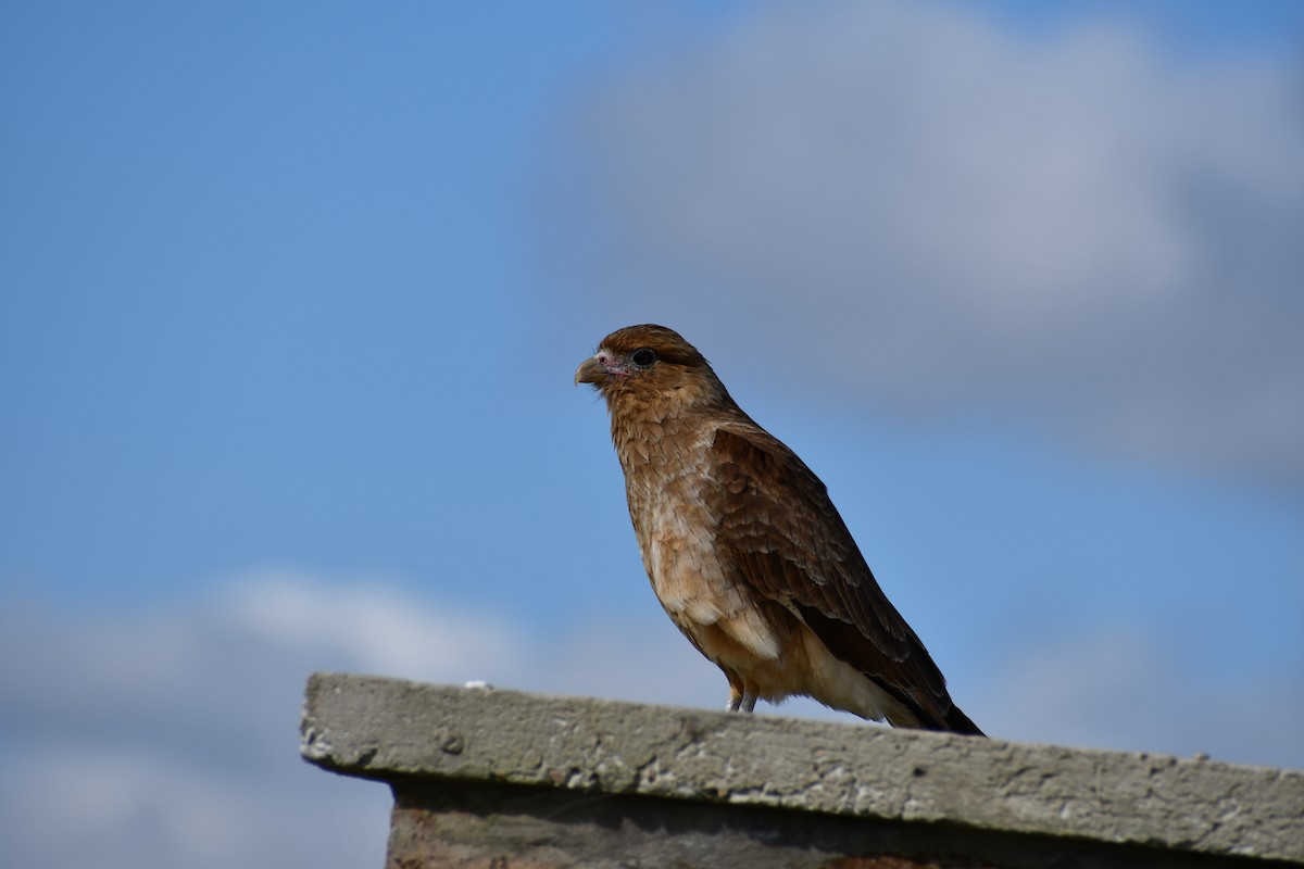 Chimango Caracara - Valeria Quevedo