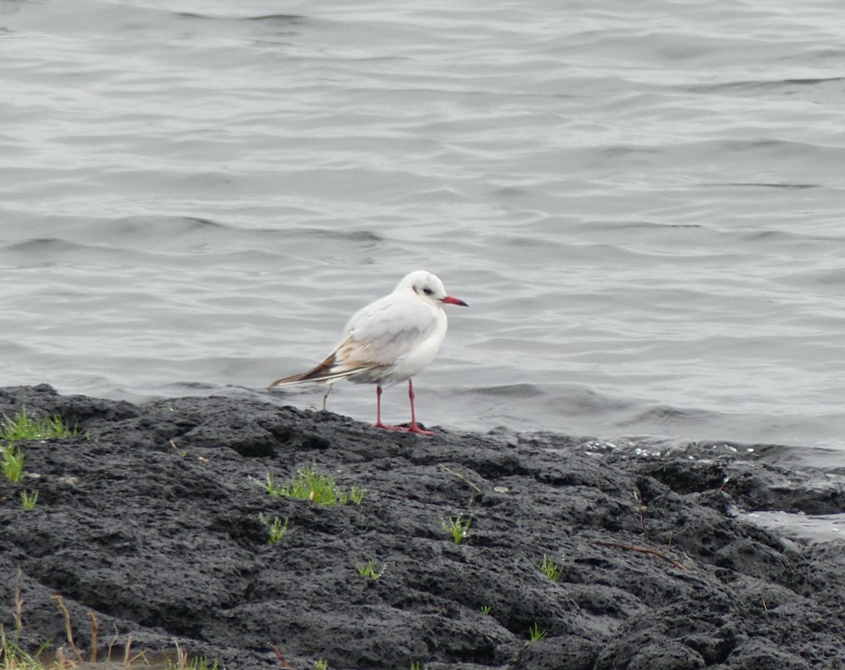 Black-headed Gull - Leslie Hurteau