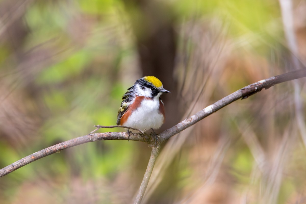 Chestnut-sided Warbler - ML618848219