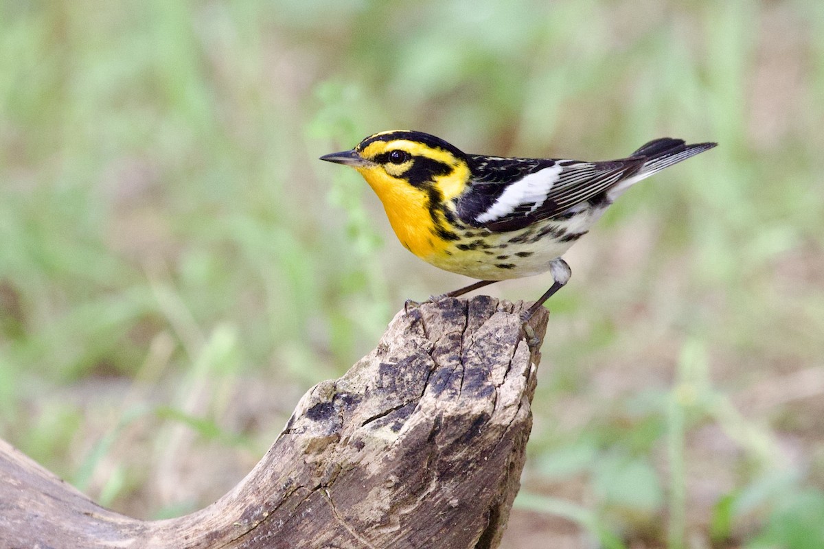 Blackburnian Warbler - Gary Desormeaux