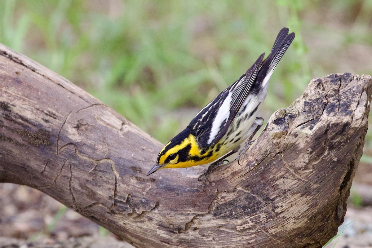 Blackburnian Warbler - Gary Desormeaux