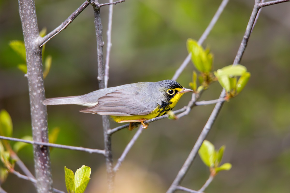 Canada Warbler - ML618848239