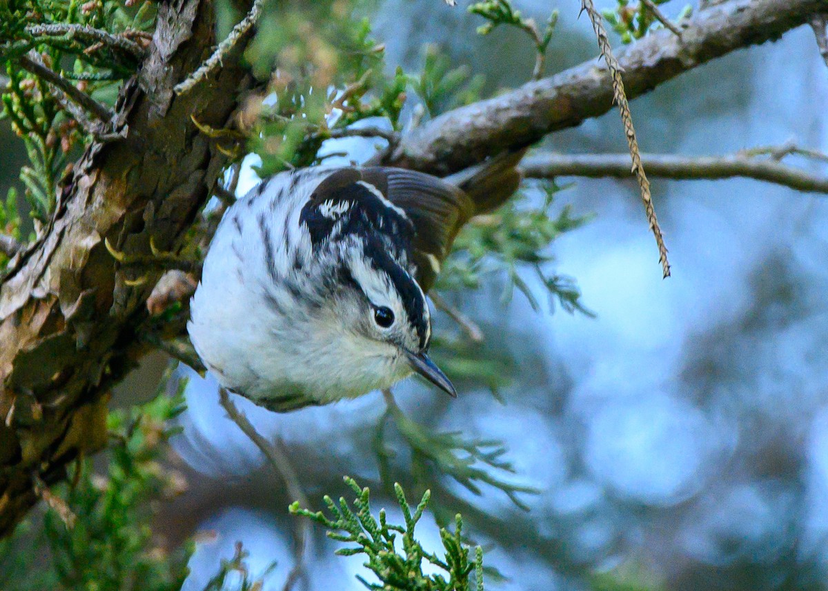 Black-and-white Warbler - Dennis Elder