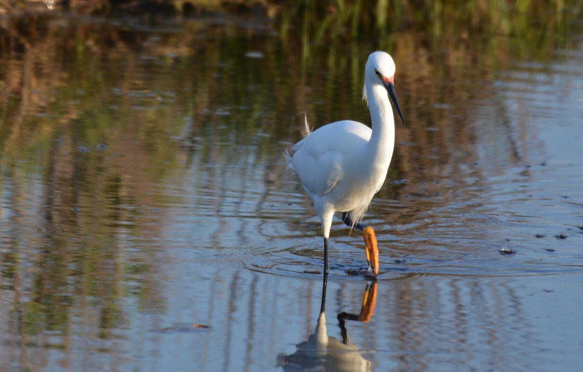 Snowy Egret - Anonymous