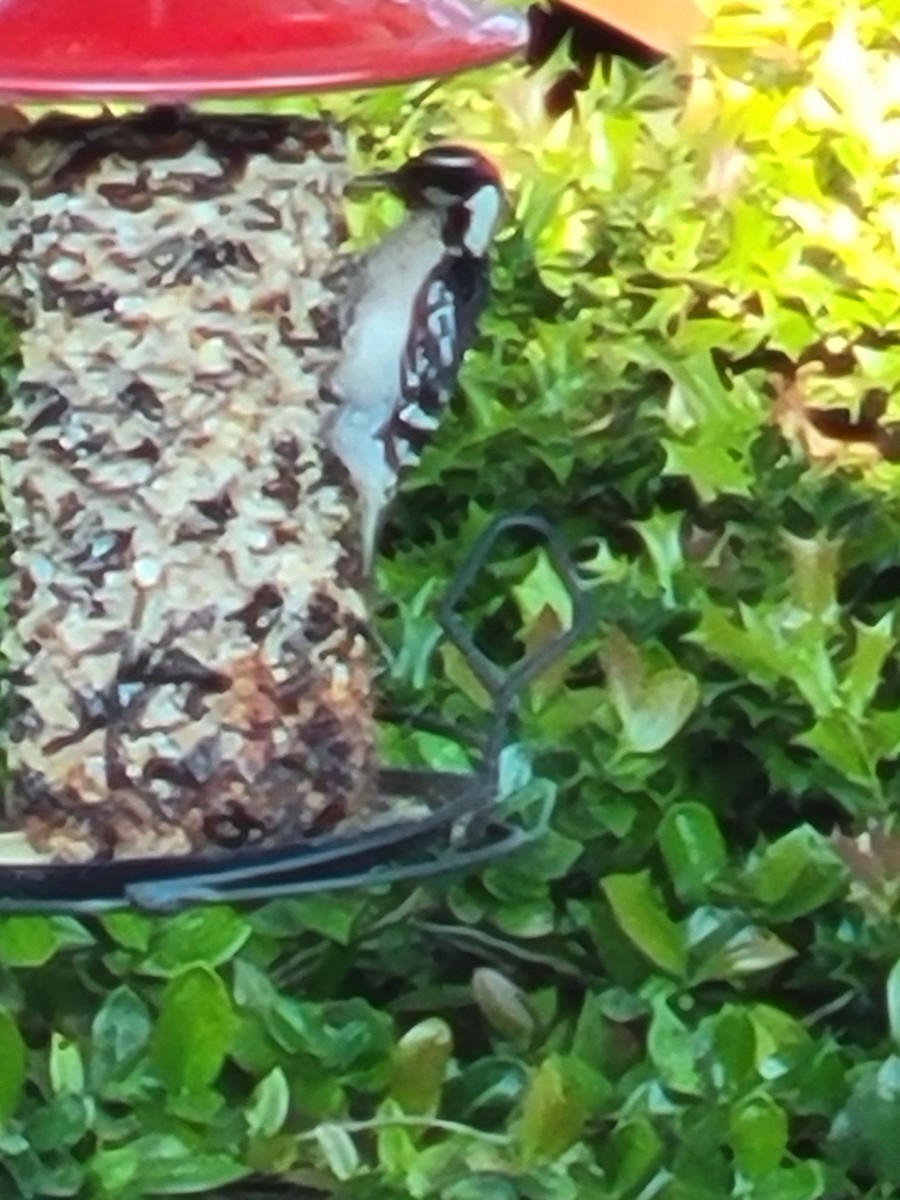 Hairy Woodpecker - Glenn McLean