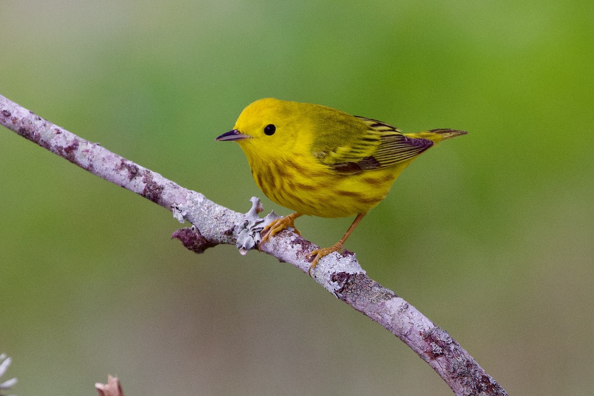 Yellow Warbler - Gary Desormeaux