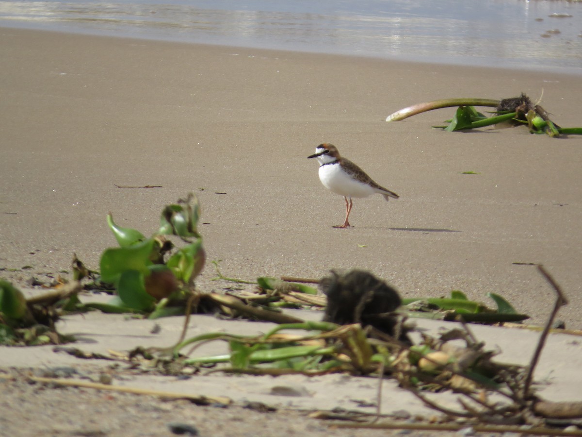 Collared Plover - Alejandra de Giorgi