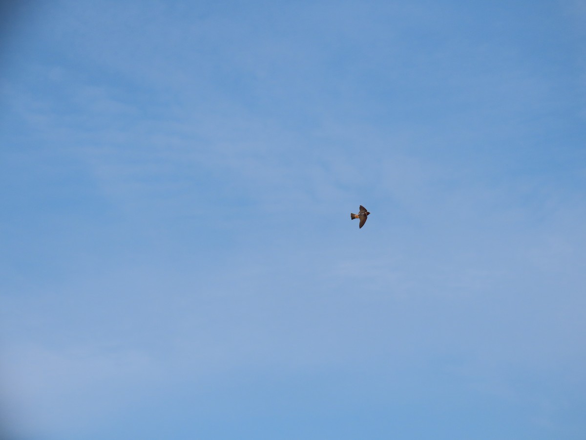 Cliff Swallow - Amanda Douglas