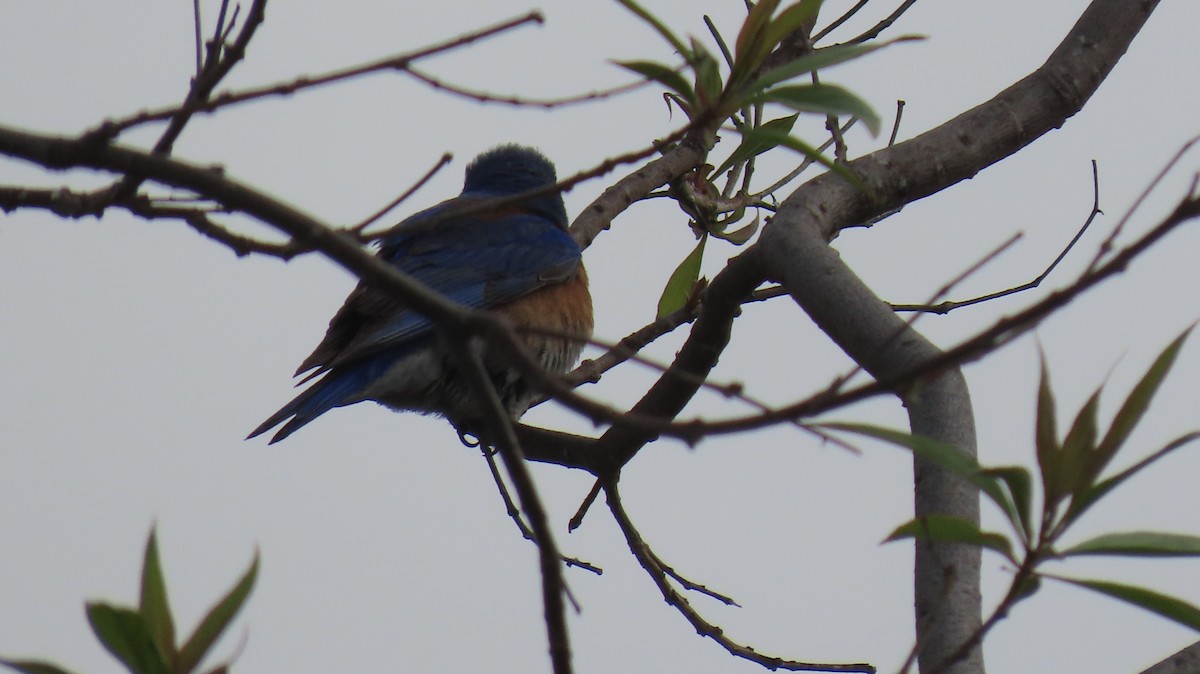 Western Bluebird - Brian Nothhelfer