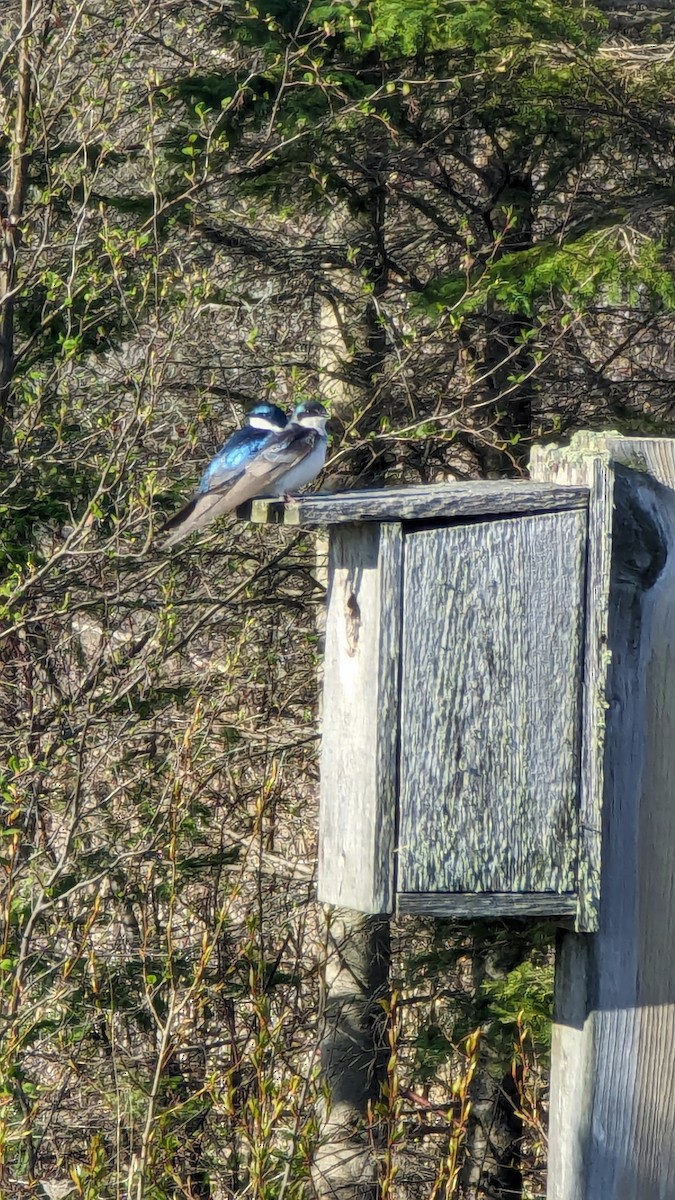 Tree Swallow - ML618848255