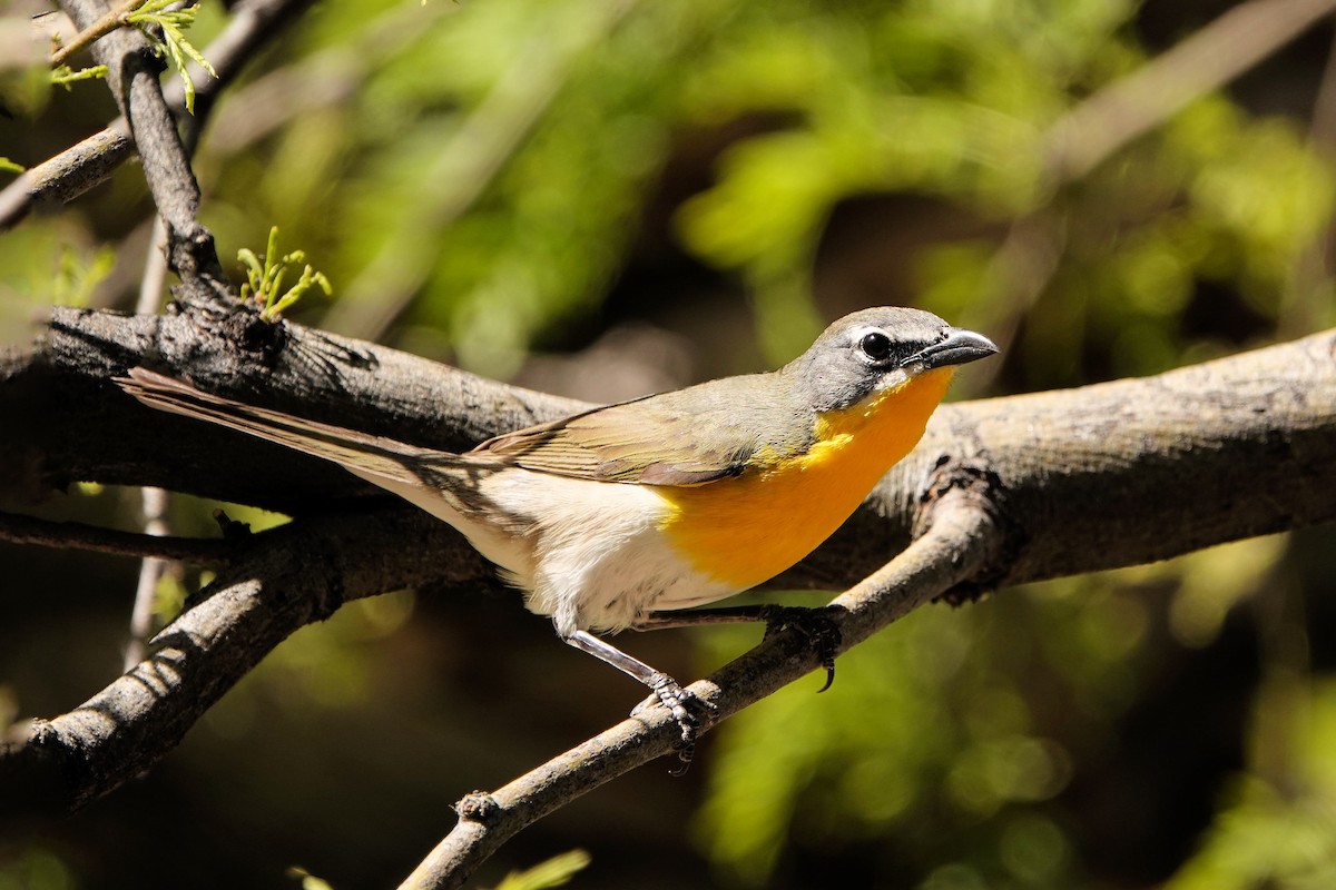 Yellow-breasted Chat - Sue Foster