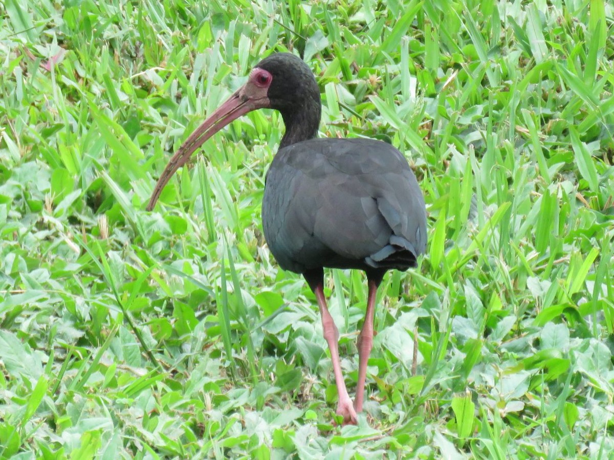 ibis tmavý - ML618848259