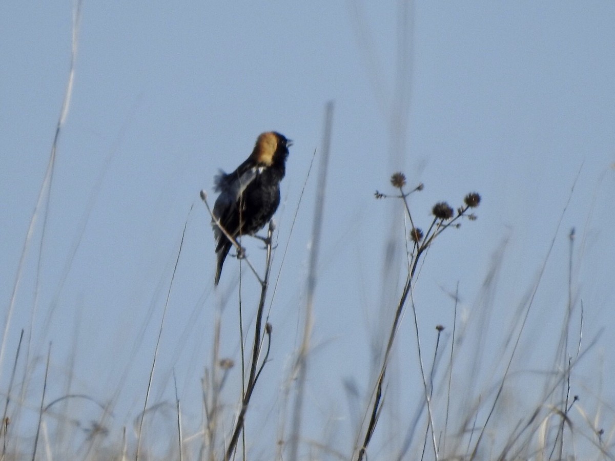 Bobolink - Anita Hooker