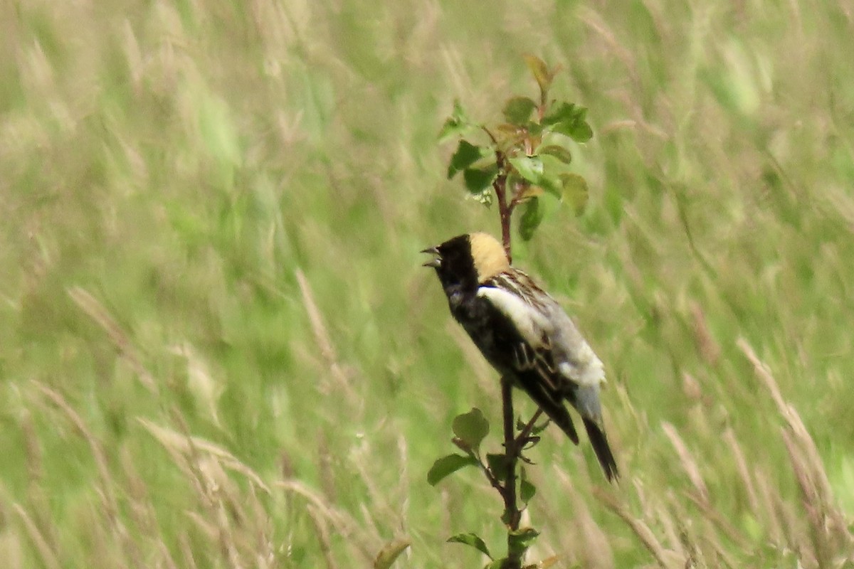 Bobolink - Eric Anderson