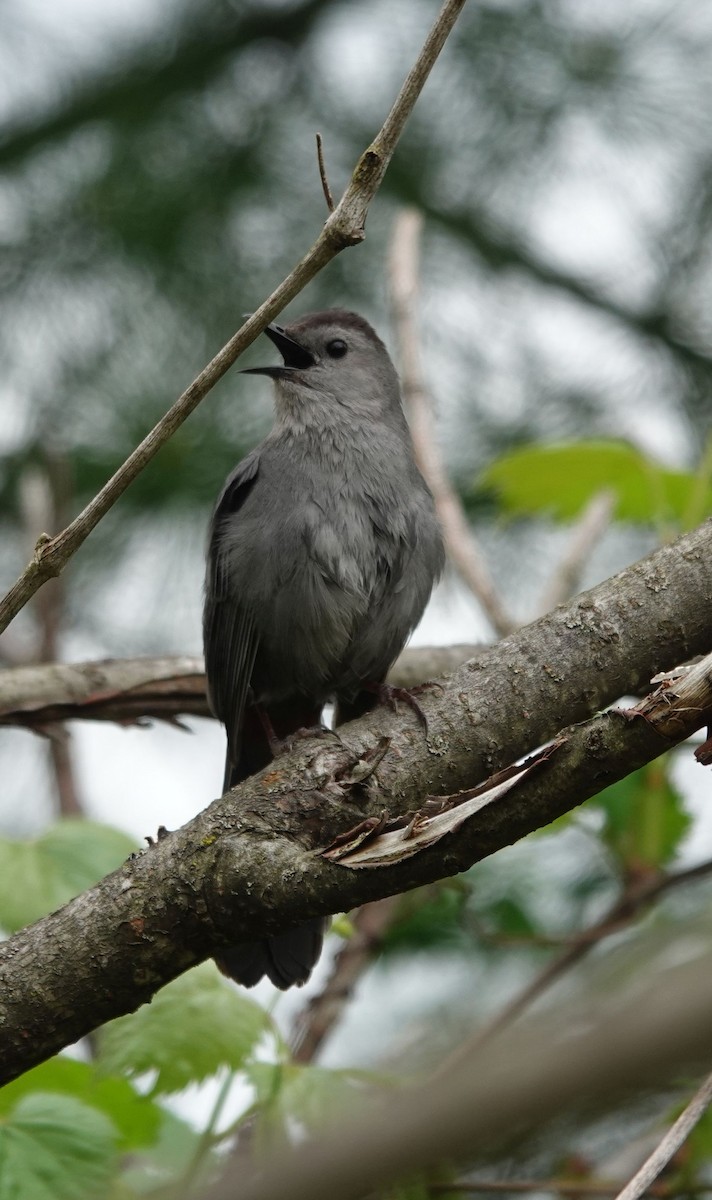 Pájaro Gato Gris - ML618848303