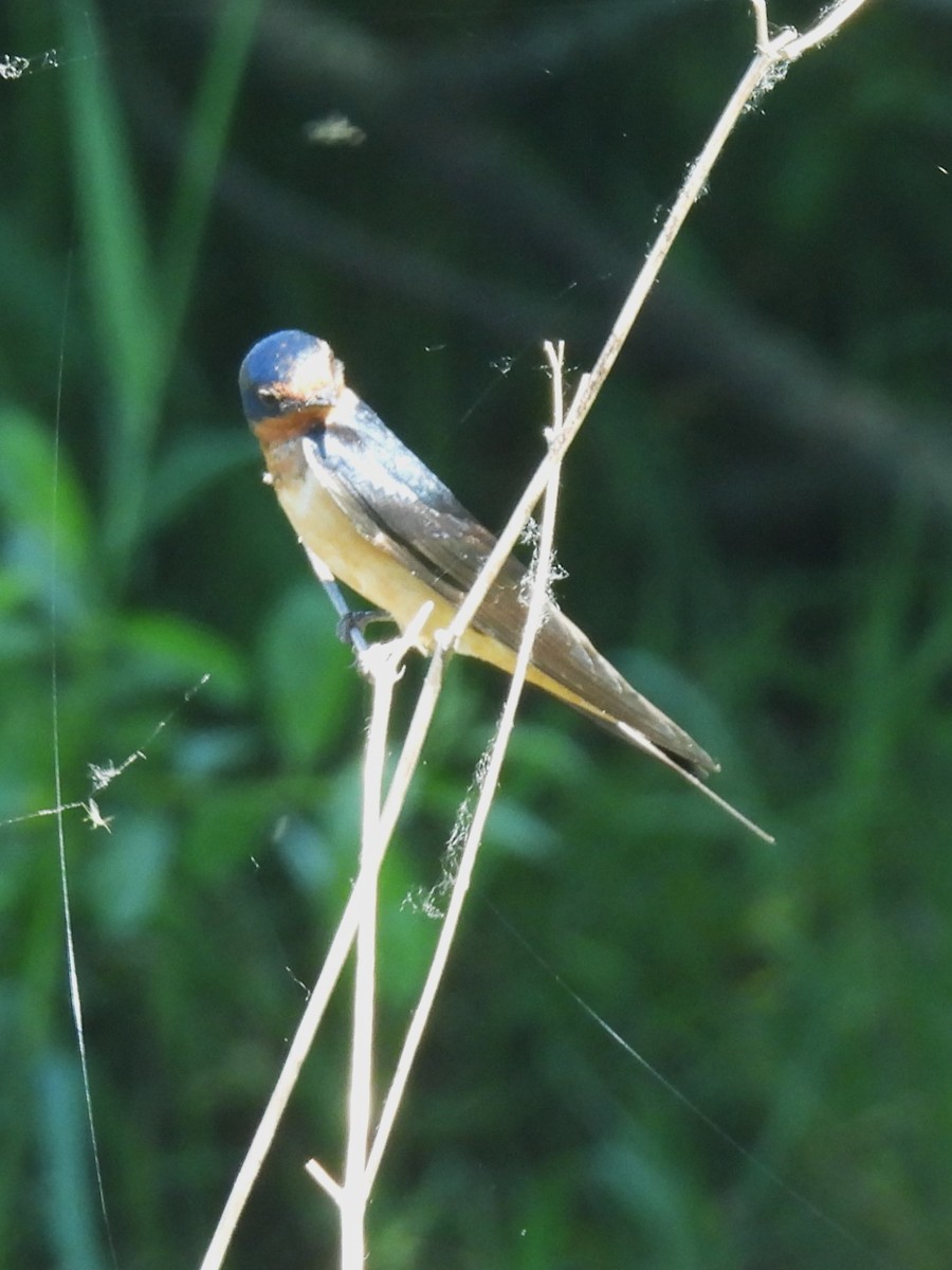 Barn Swallow - Erik Bergman