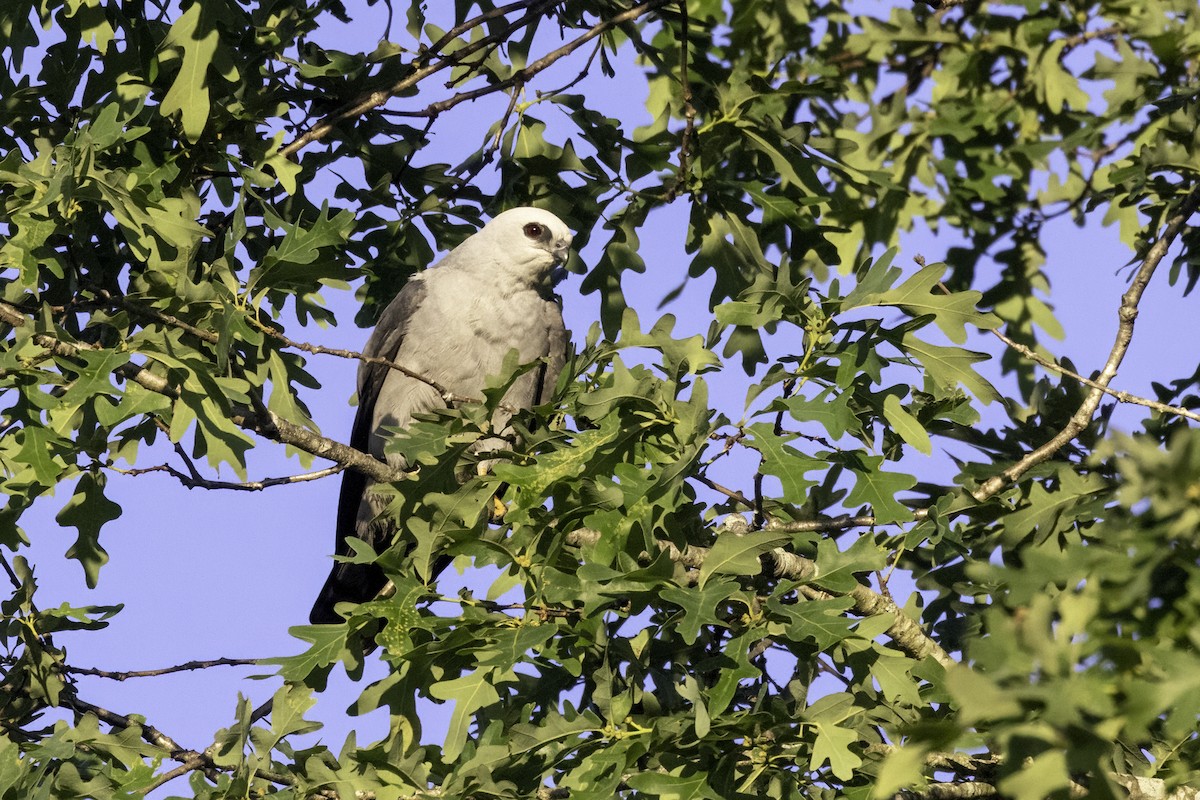 Mississippi Kite - Mel Green