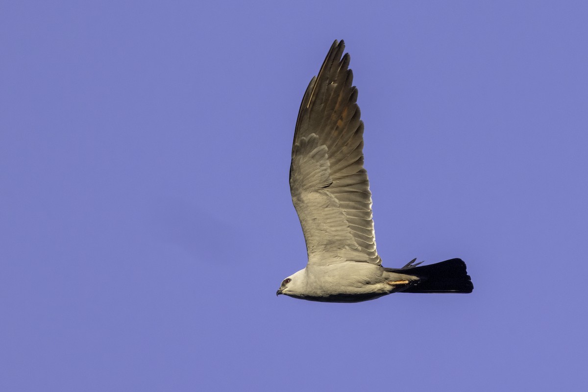 Mississippi Kite - ML618848316