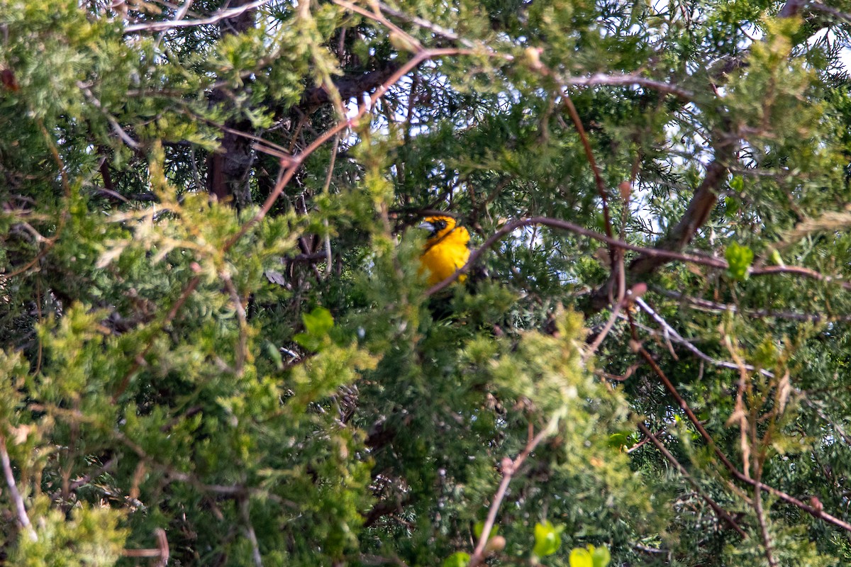 Yellow-headed Blackbird - ML618848319