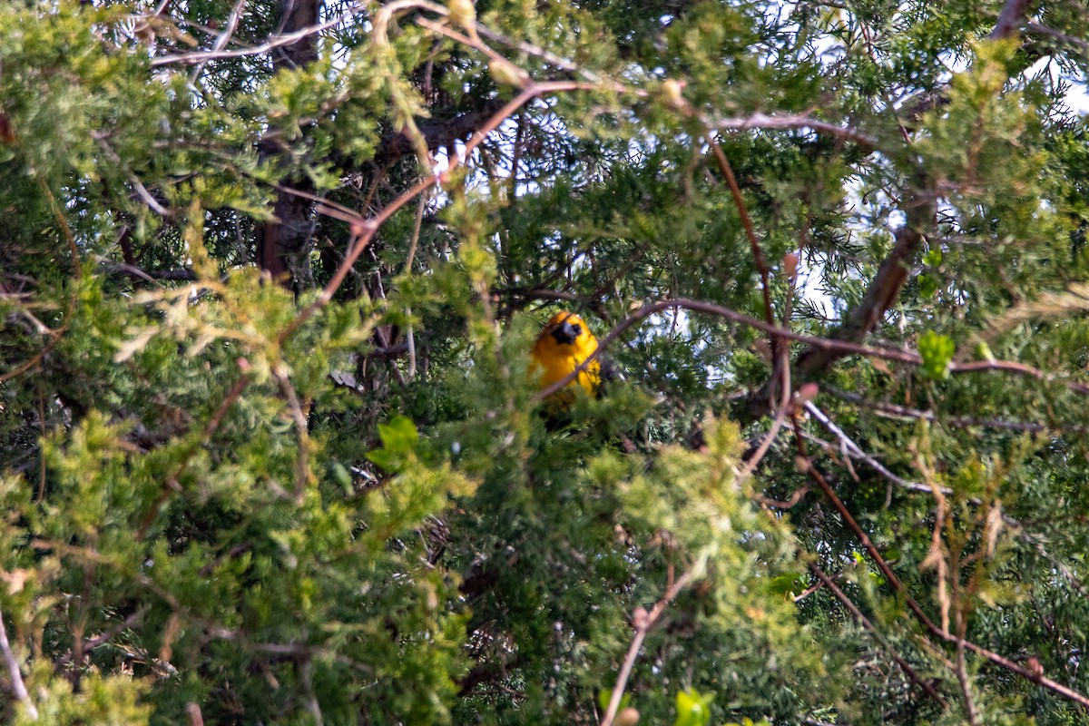 Yellow-headed Blackbird - ML618848320