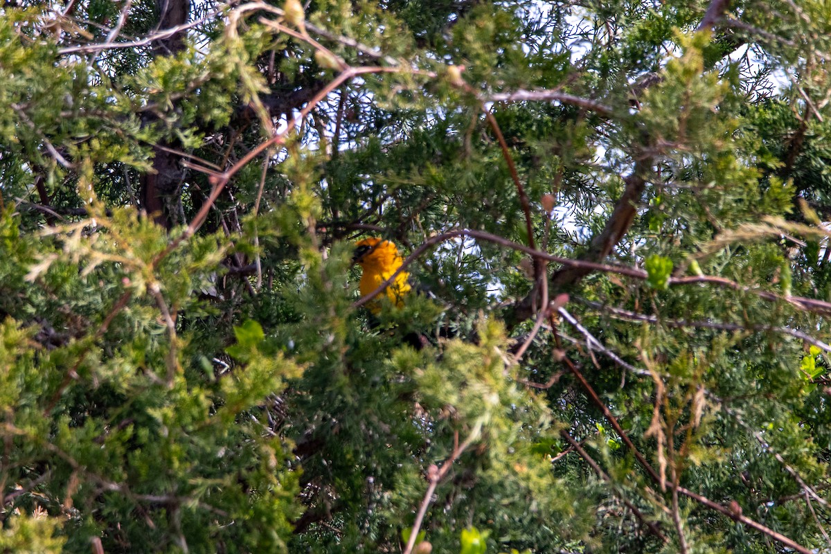Yellow-headed Blackbird - ML618848321
