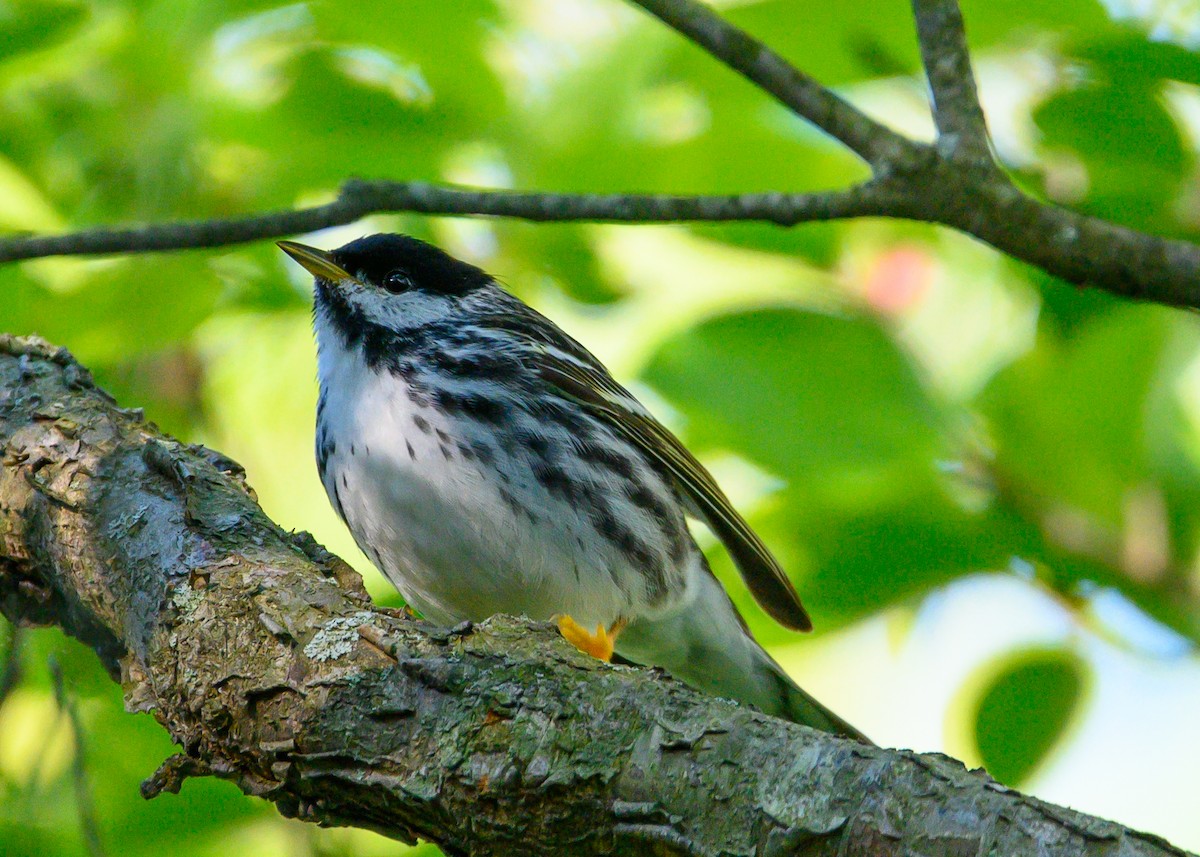 Blackpoll Warbler - ML618848340