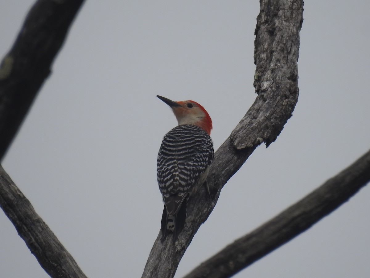 Red-bellied Woodpecker - ML618848357