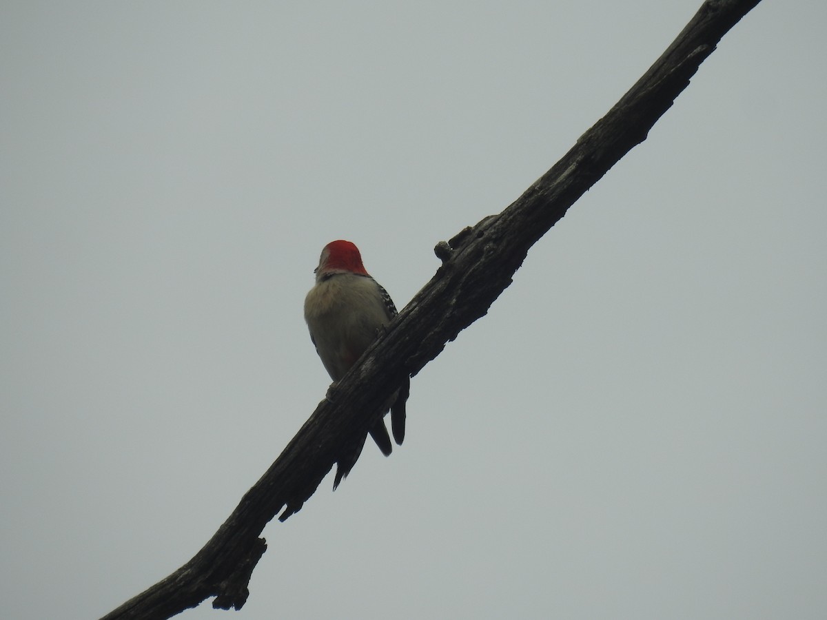 Red-bellied Woodpecker - ML618848358