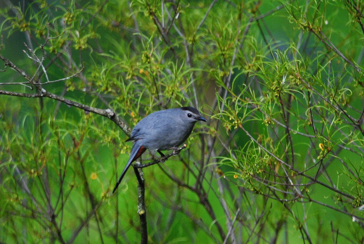 Gray Catbird - ML618848367