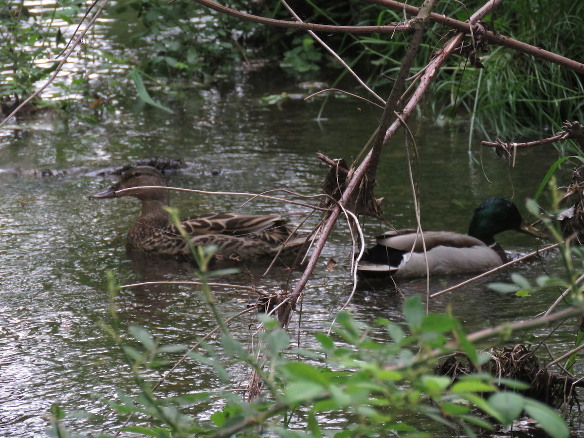 Mallard - AUDREY DOROFY