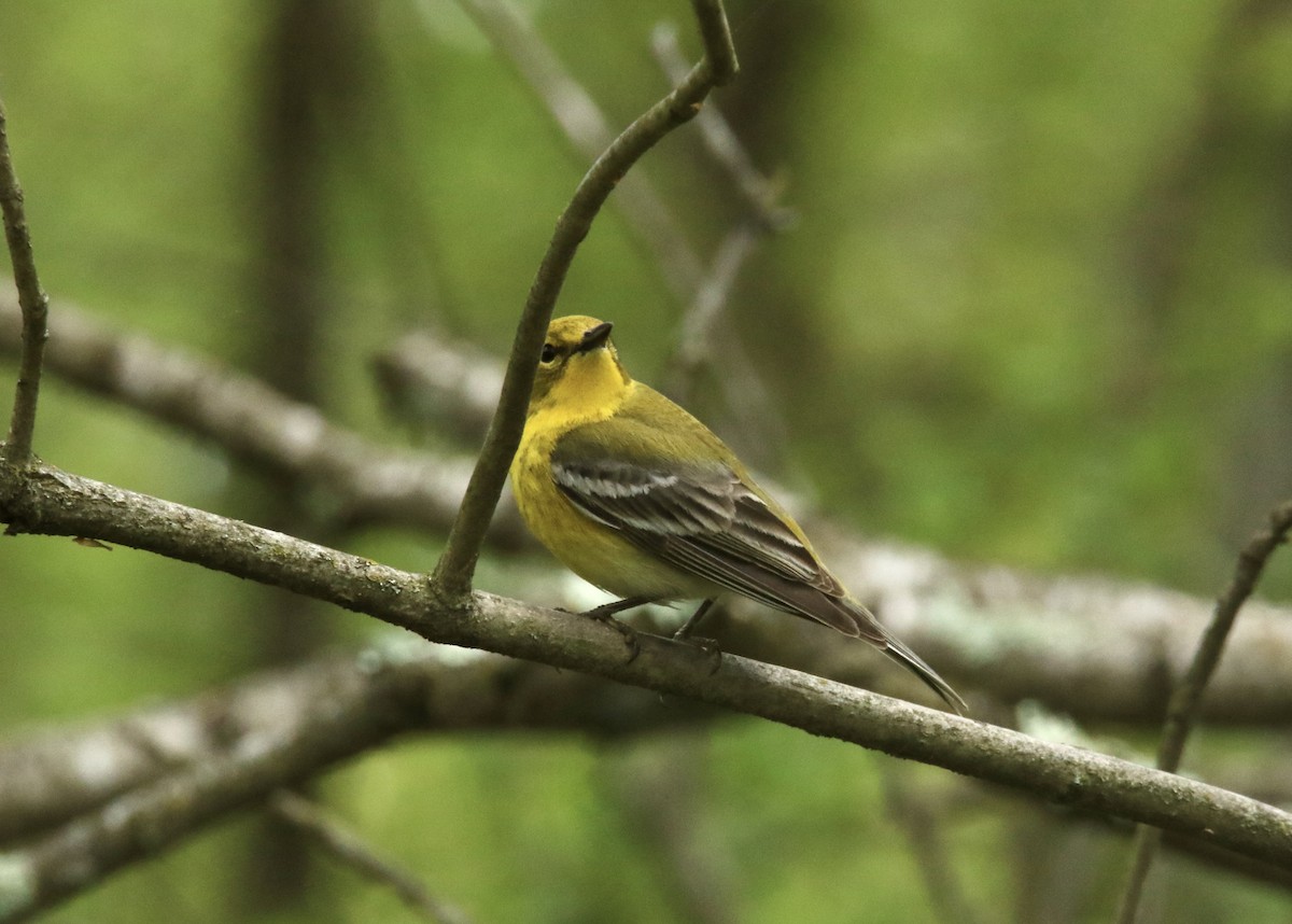 Pine Warbler - Dominic LeRose