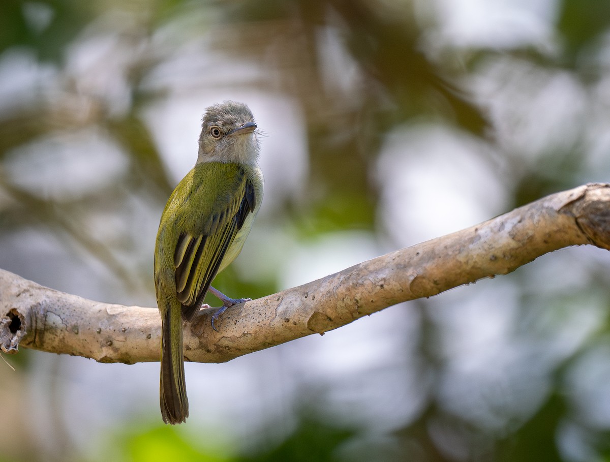 Yellow-olive Flatbill - Forest Botial-Jarvis