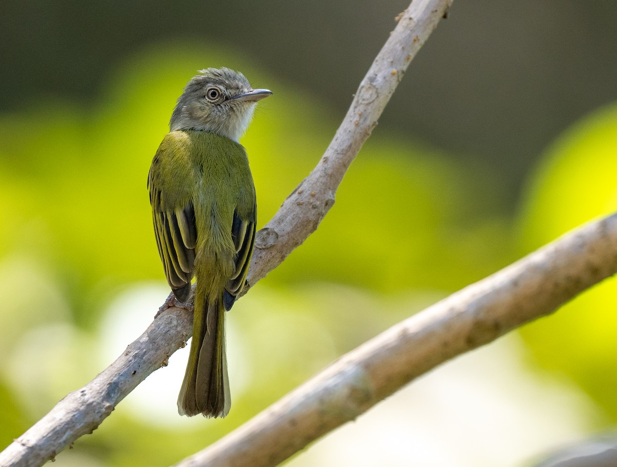 Yellow-olive Flatbill - Forest Botial-Jarvis