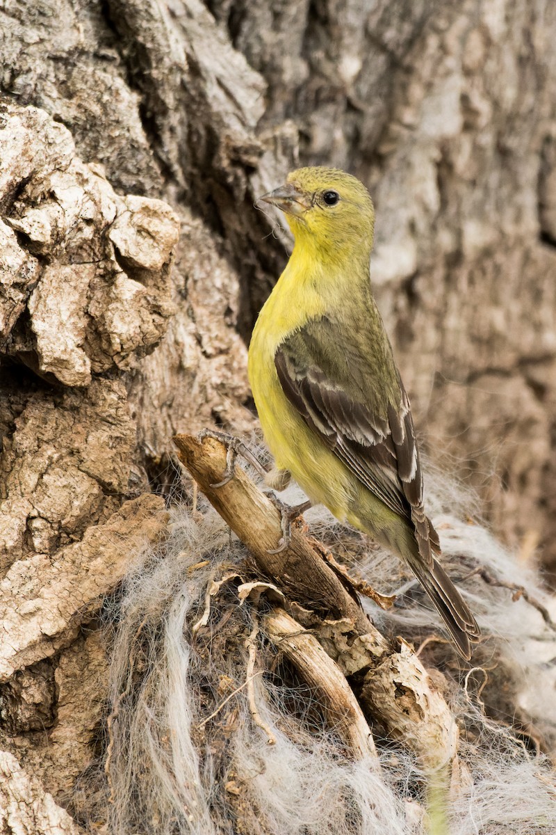 Lesser Goldfinch - Lori Buhlman