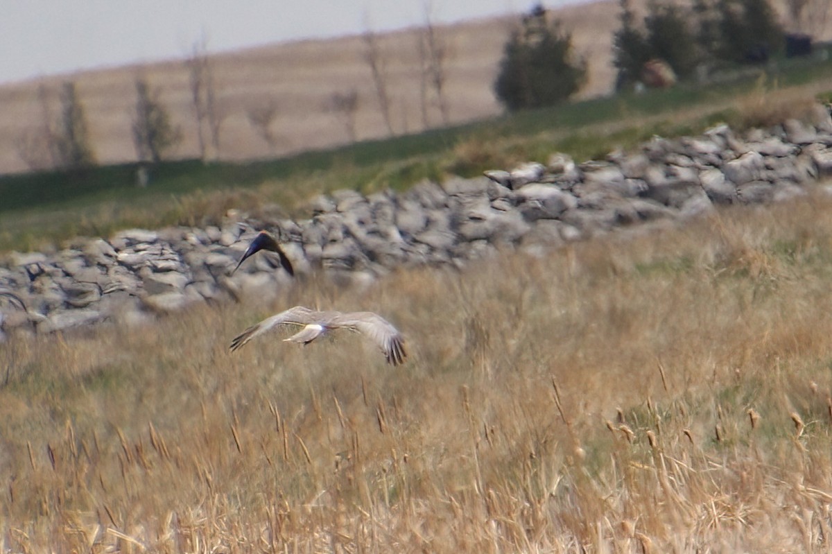 Northern Harrier - Elaine Cassidy