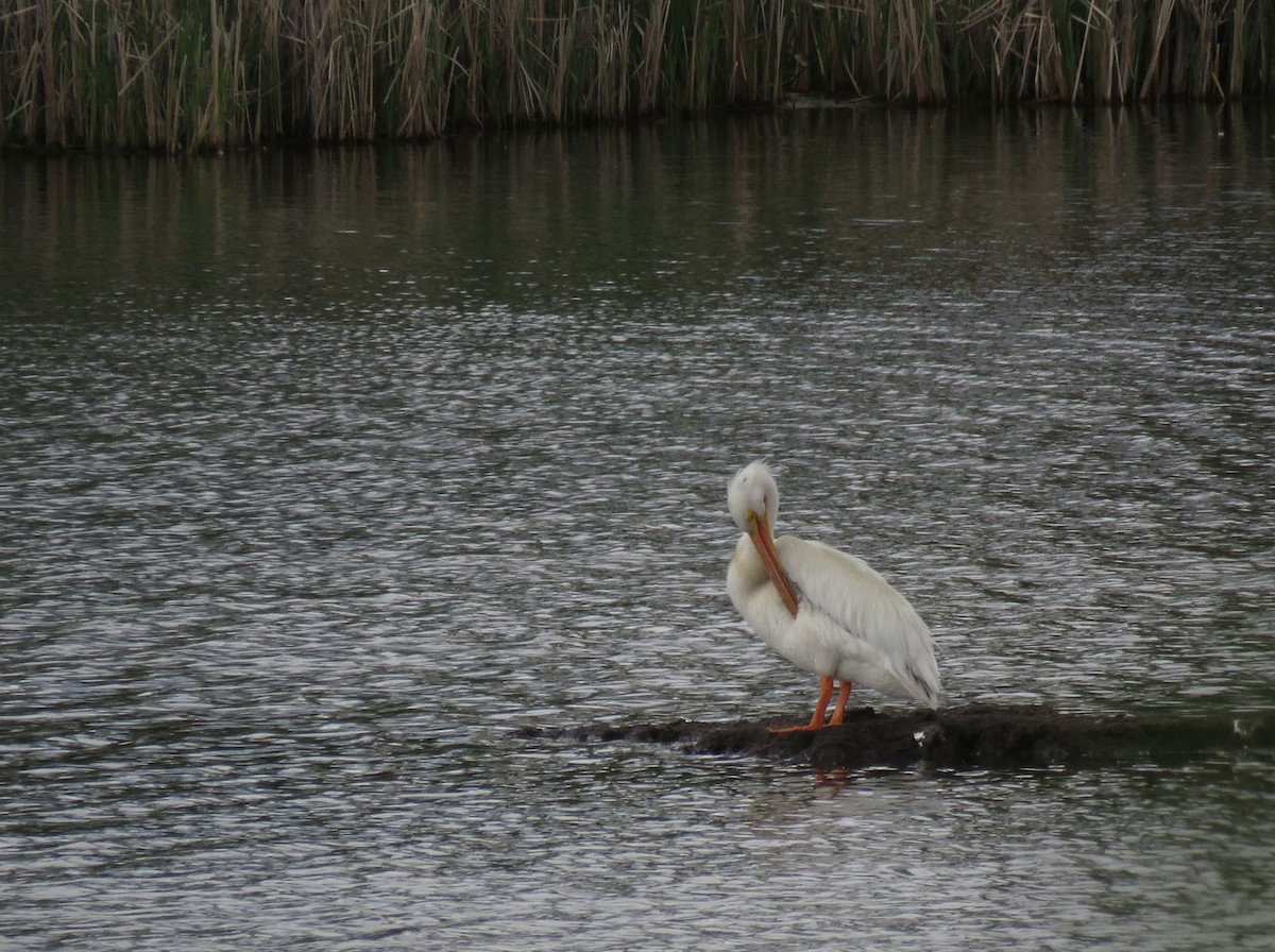 American White Pelican - Thomas Schultz