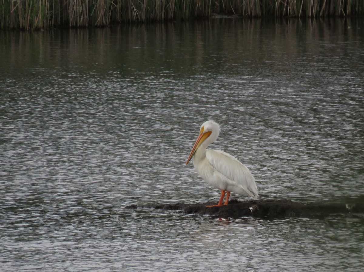 American White Pelican - Thomas Schultz