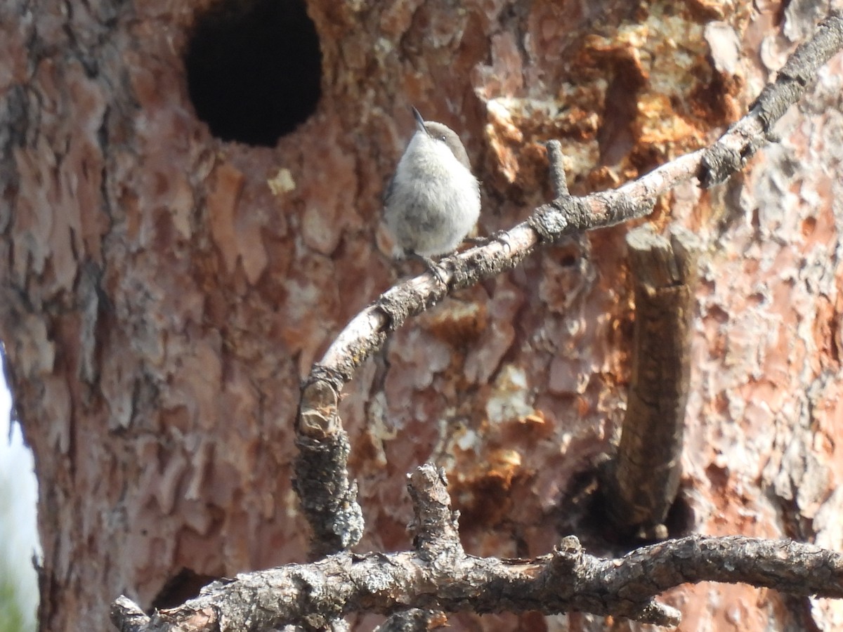 Pygmy Nuthatch - ML618848405