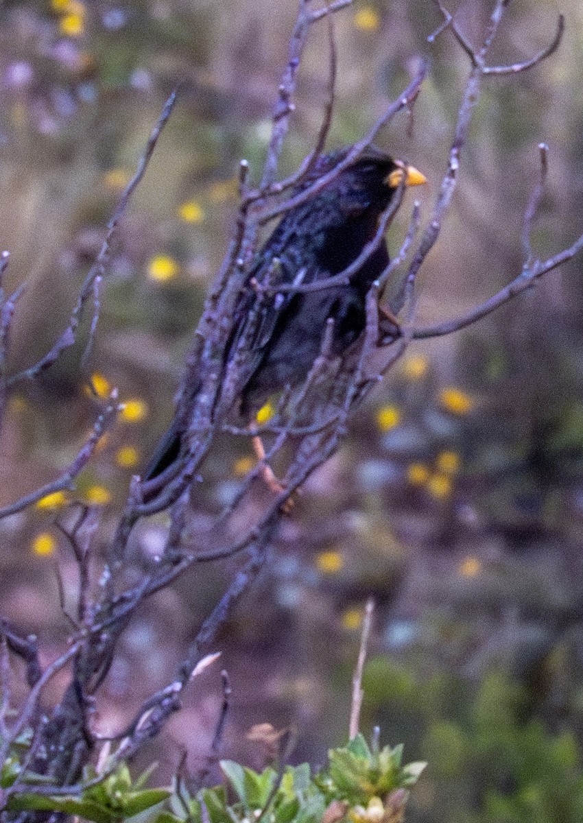 Mourning Sierra Finch - Gerhard Josef Bauer