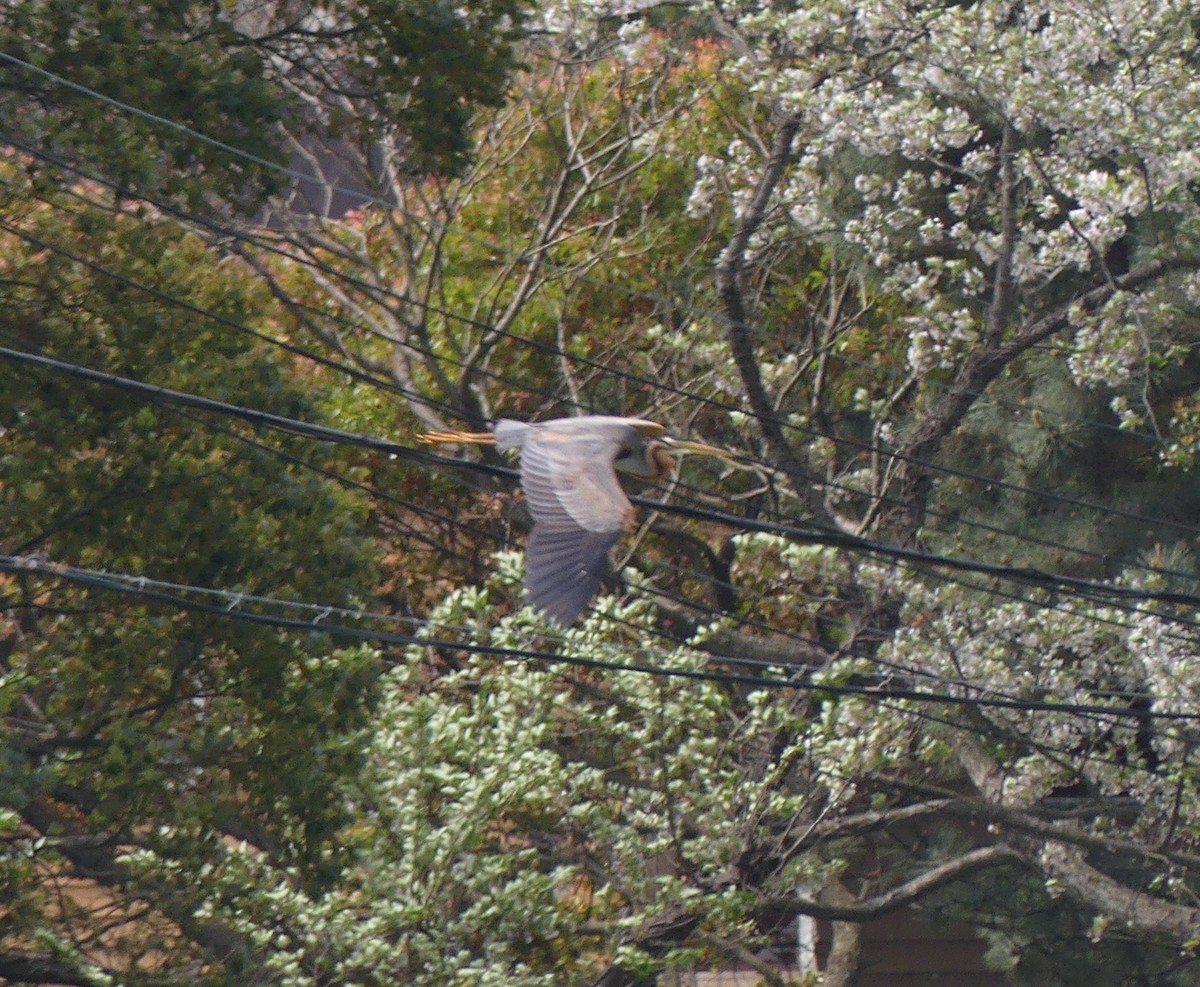 Purple Heron - Leslie Hurteau