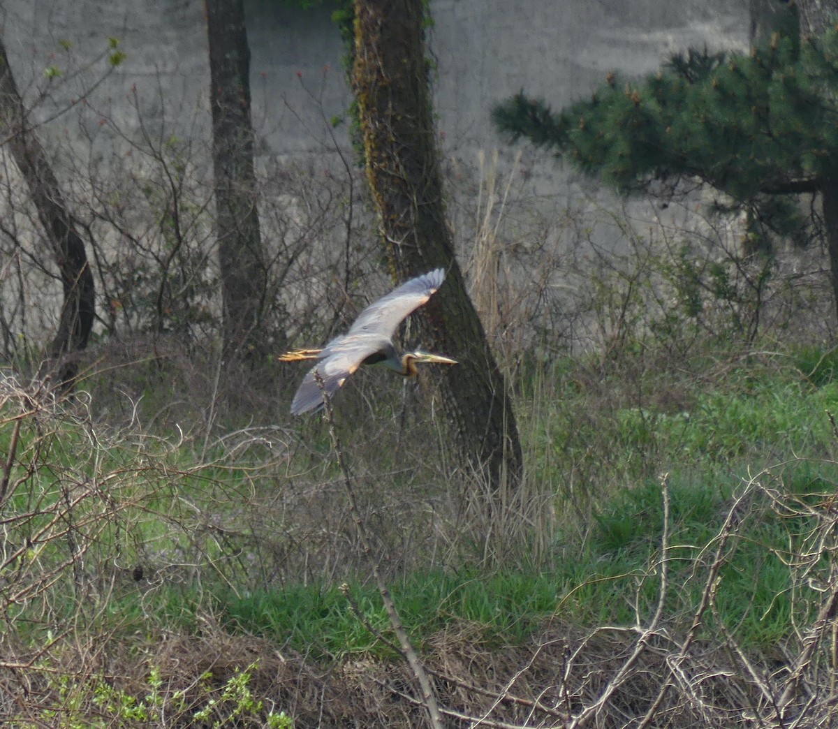 Purple Heron - Leslie Hurteau