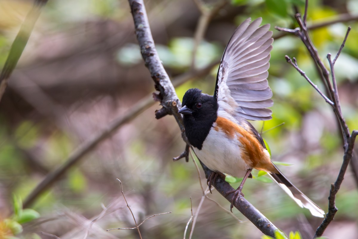 Eastern Towhee - ML618848426