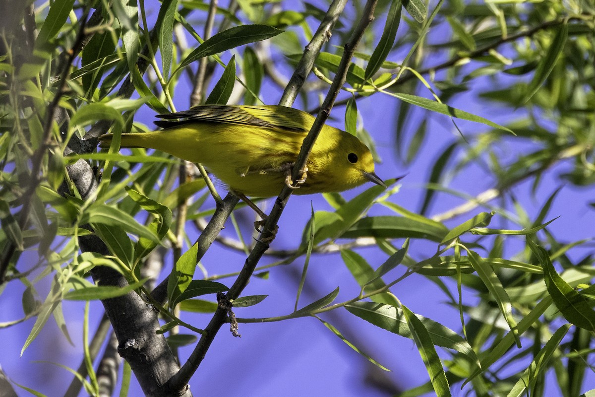 Yellow Warbler - ML618848431