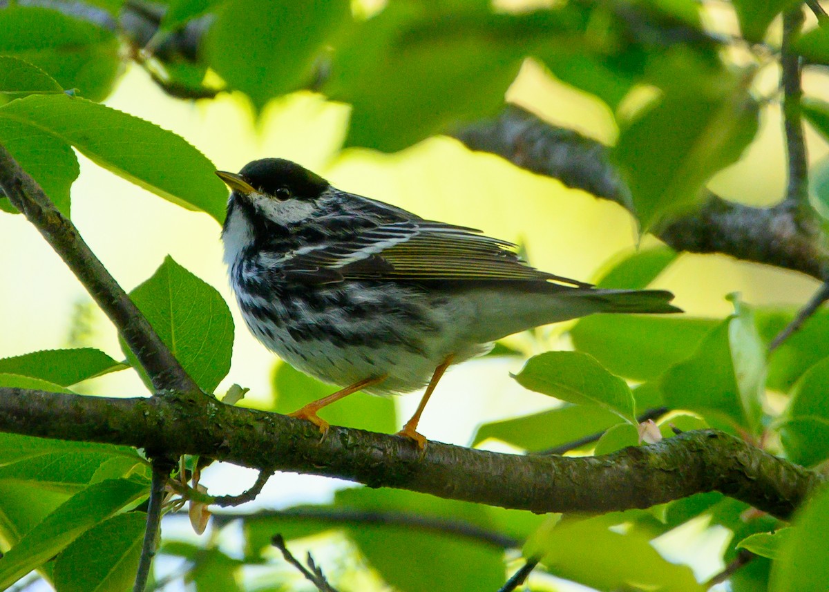 Blackpoll Warbler - ML618848433