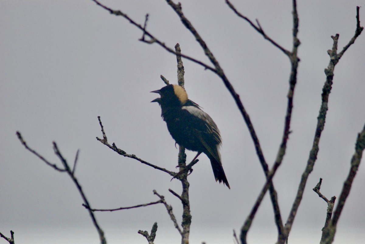 Bobolink - Sebastian Martinson