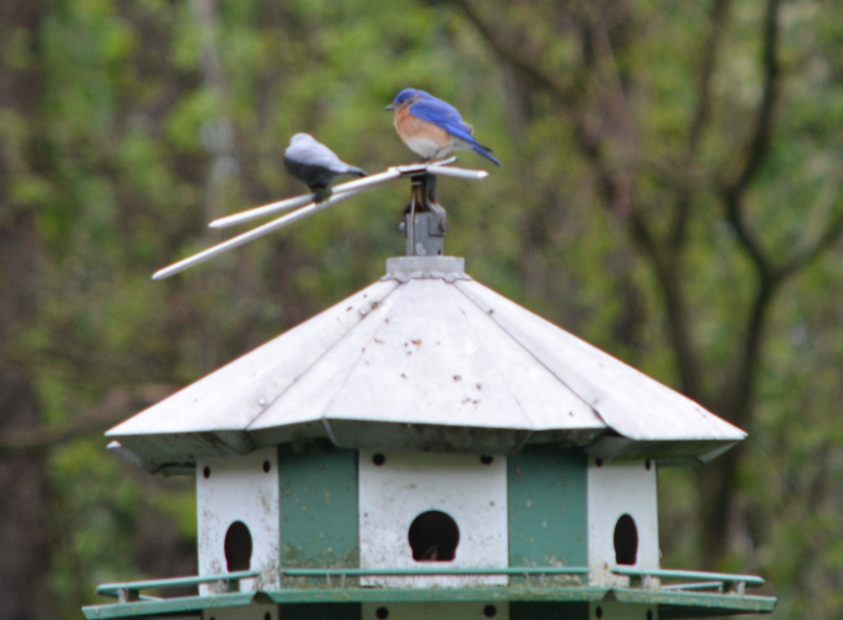 Eastern Bluebird - Paul Messing