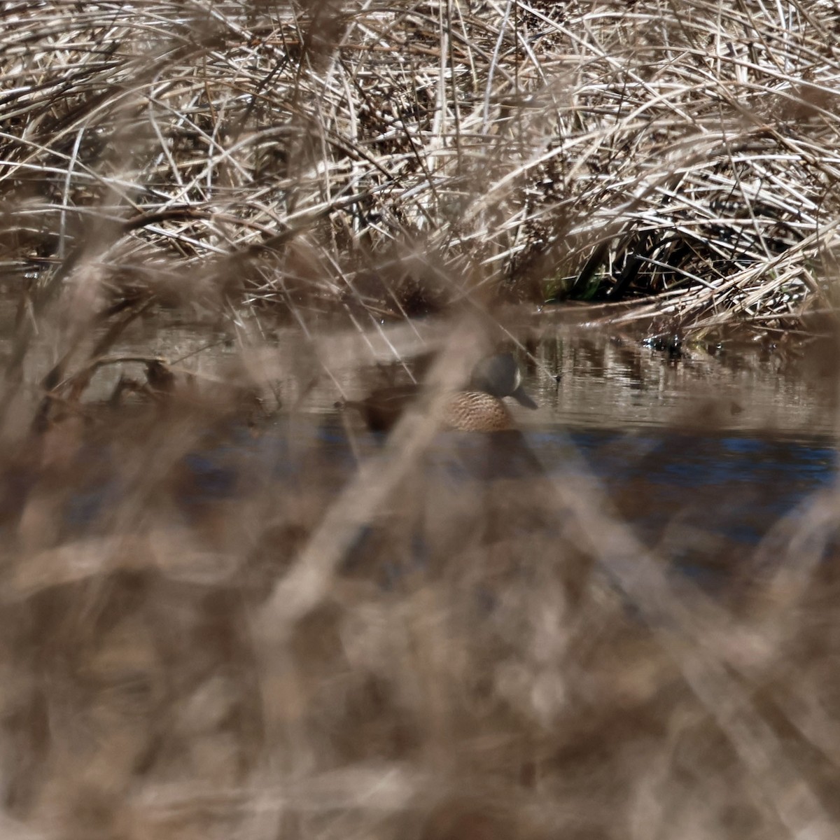 Blue-winged Teal - Michael Murray