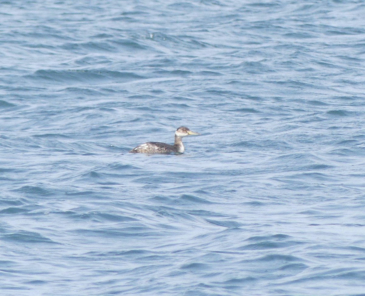 Red-necked Grebe - Leslie Hurteau