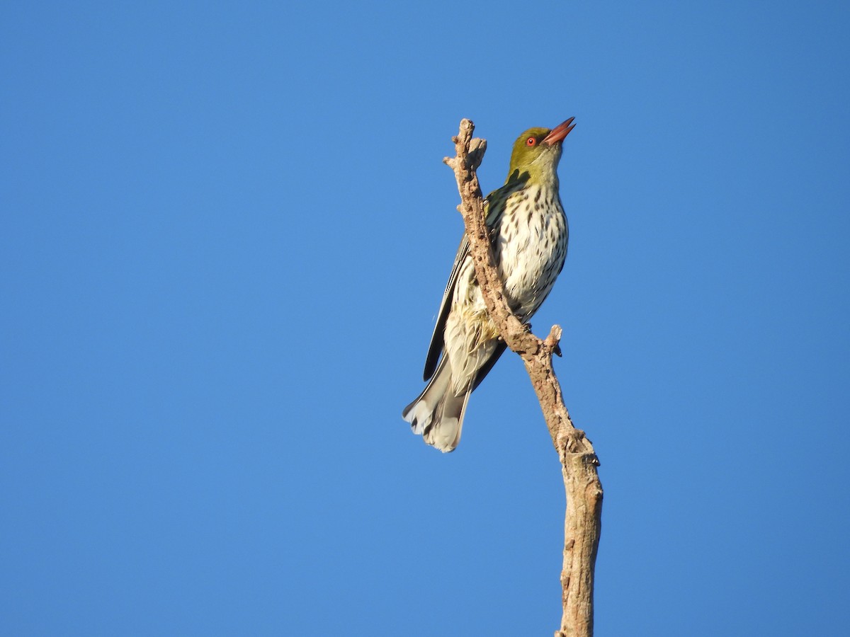 Olive-backed Oriole - Richard Letheby